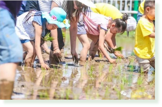 技术解码:马桥“田源新巷”如何用三年时间重塑都市田园的底层架构 文化旅游