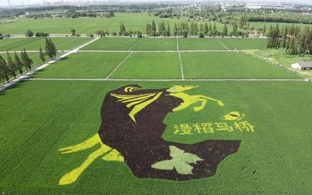 技术解码:马桥“田源新巷”如何用三年时间重塑都市田园的底层架构 文化旅游