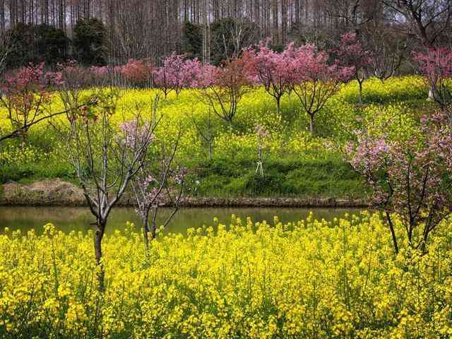 崇明花朝节深度解构:东平国家森林公园赏花数据与沉浸式体验完全手册 文化旅游