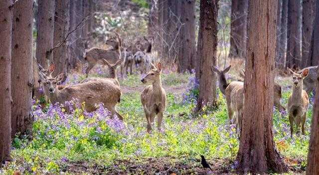 崇明花朝节深度解构:东平国家森林公园赏花数据与沉浸式体验完全手册 文化旅游