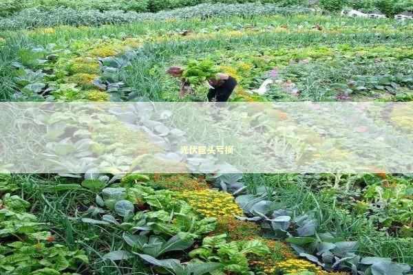 光伏巨头亏损 新闻