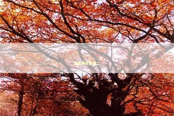 美股黑色星期二 新闻