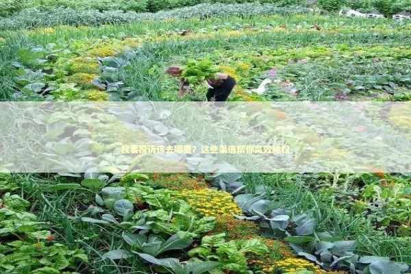 我要投诉该去哪里？这些渠道帮你高效维权 新闻